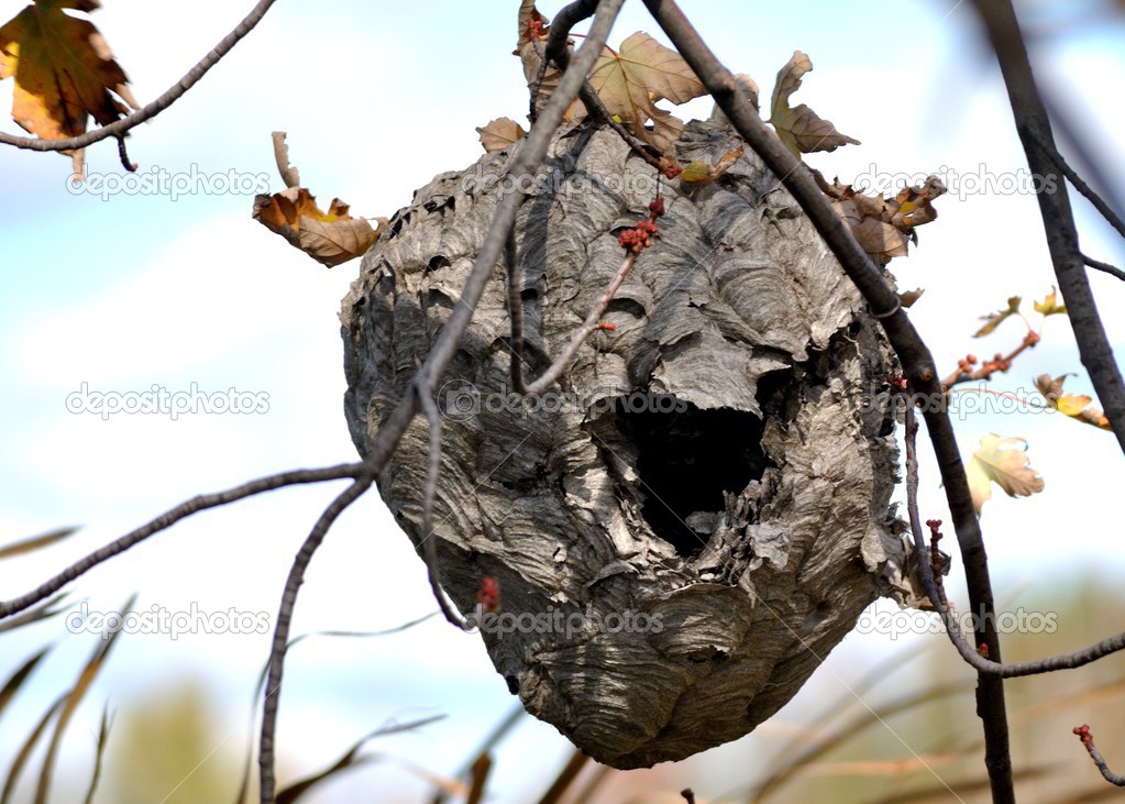 Hornets Nests