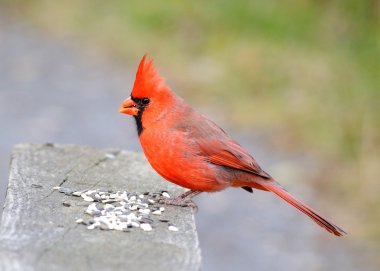 Male Cardinal