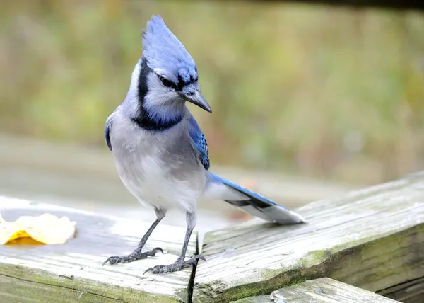 # Blue Jay # — Foto Stock