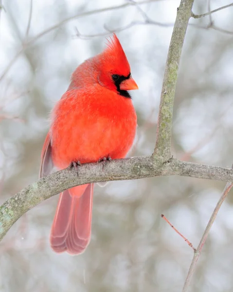 Cardinale maschio — Foto Stock