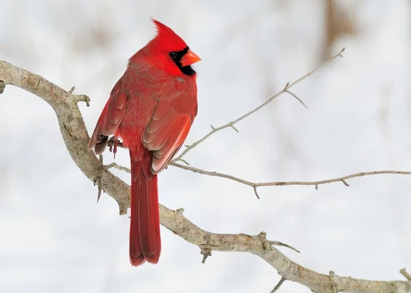 Мужской кардинал — стоковое фото