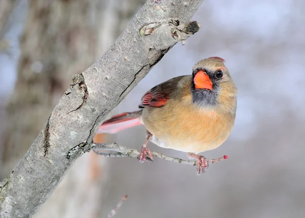 Cardinal femelle — Photo