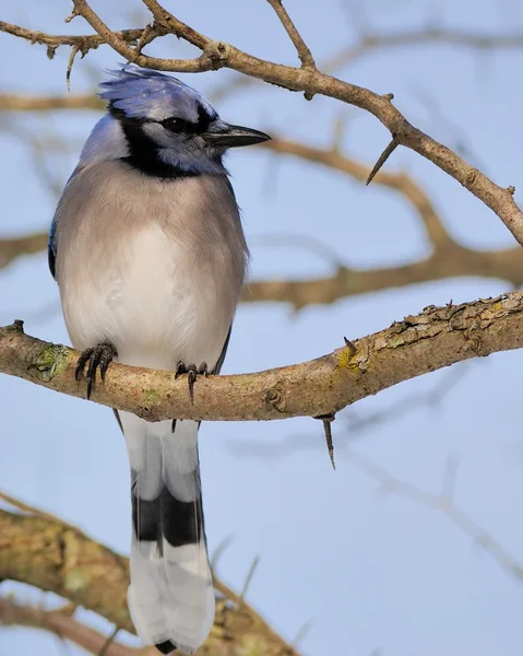 Gaio azul — Fotografia de Stock