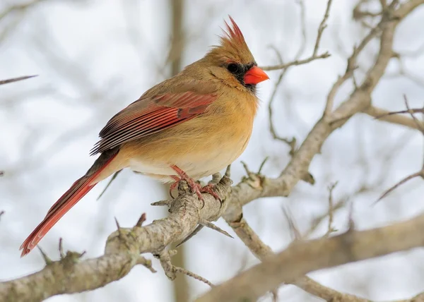 Female Cardinal — Stock Photo, Image