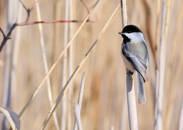 Svart-capped chickadee — Stockfoto