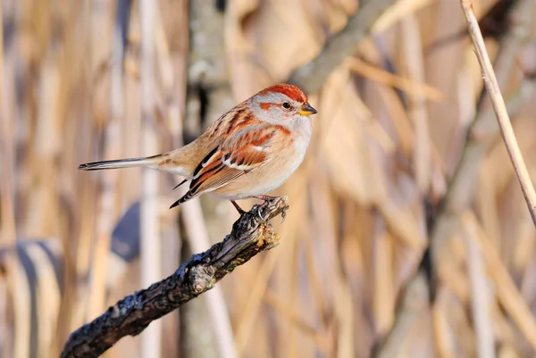 Tree Sparrow — Φωτογραφία Αρχείου