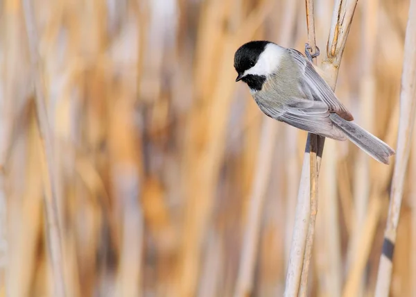 Chickadee de gorra negra —  Fotos de Stock