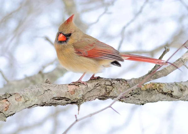 Female Cardinal — Stock Photo, Image