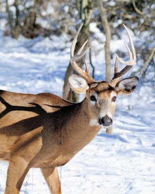 Whitetail Geyik buck