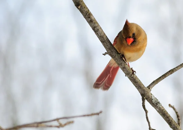 Female Cardinal — Stock Photo, Image