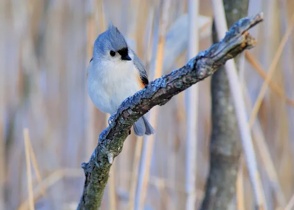 Tufted Titmouse — стокове фото