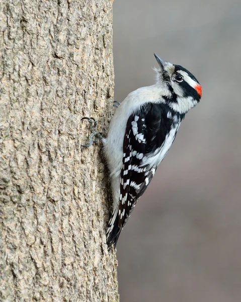 Male Downy Woodpecker — Stock Photo, Image