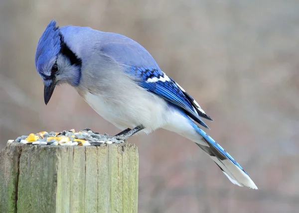 Eichelhäher — Stockfoto