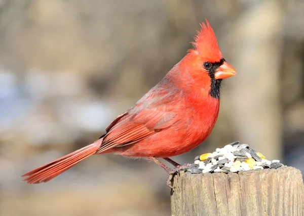 Cardenal masculino —  Fotos de Stock