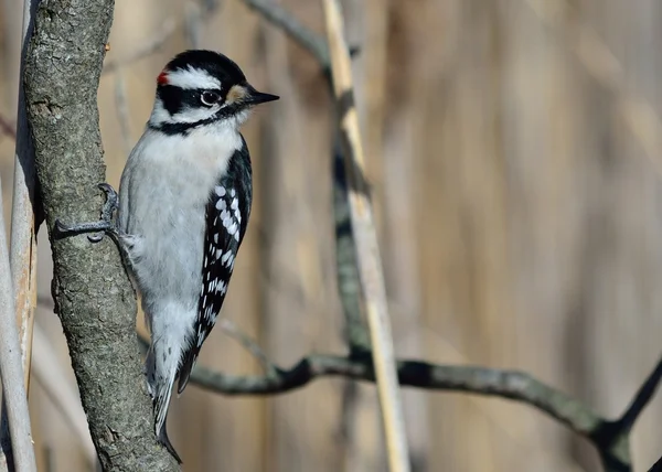 Male Downy Woodpecker — Stock Photo, Image