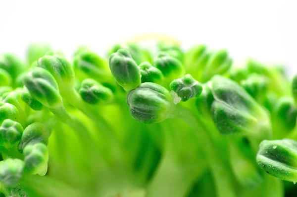 Broccoli Macro — Stock Photo, Image