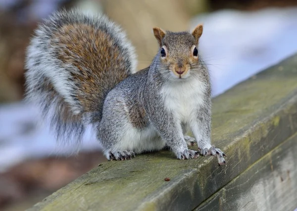 Gray Squirrel — Stock Photo, Image