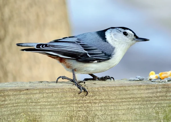 White-breasted Nuthatch — Stock Photo, Image