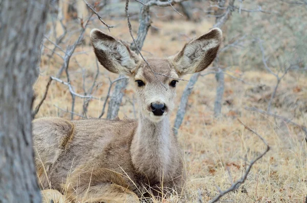 Ciervo de mula Fulano con Pendientes —  Fotos de Stock