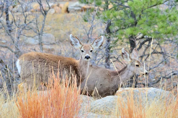 Mule Deer Does — Stock Photo, Image