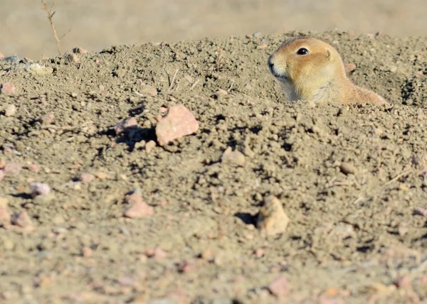 Zwarte prairiehond — Stockfoto