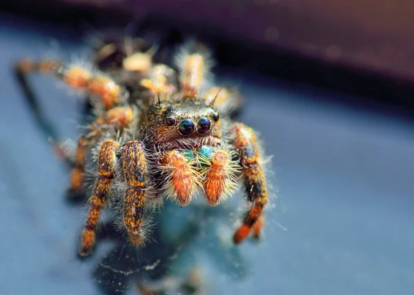 Jumping Spider — Stock Photo, Image