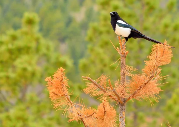 Magpie-de-bico-preto — Fotografia de Stock