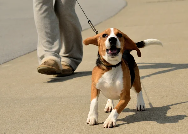 Zwiedzanie beagle — Zdjęcie stockowe