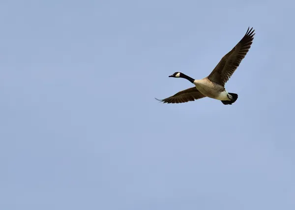 Canada oca in volo — Foto Stock