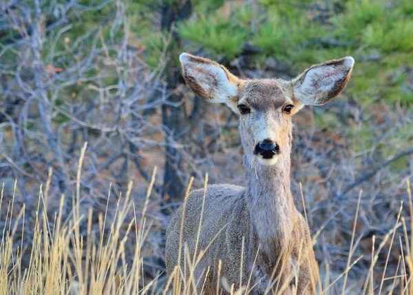 Mule Deer Doe — Stock Photo, Image