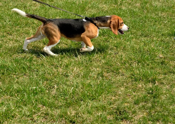 Walking A Beagle — Stock Photo, Image