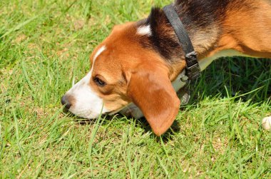 Beagle.