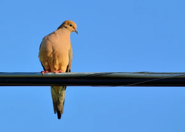 Mourning Dove — Stock Photo, Image