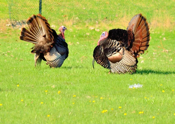 Wild turkey — Stockfoto