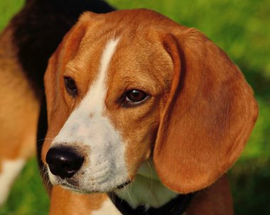 Beagle portre