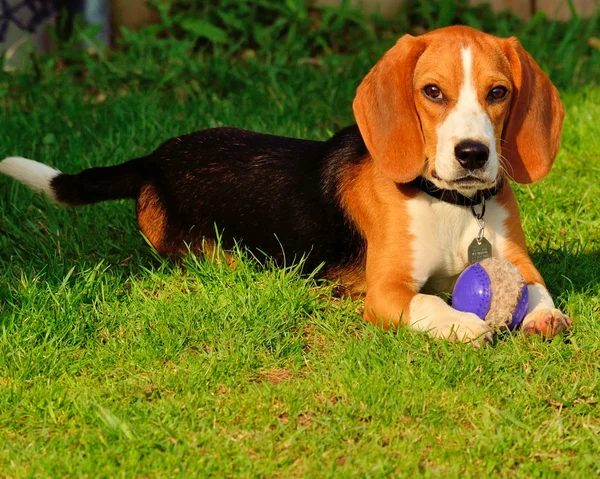 Beagle Closeup — Stock Photo, Image