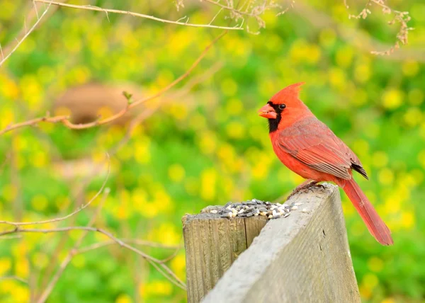 Cardinale maschio — Foto Stock