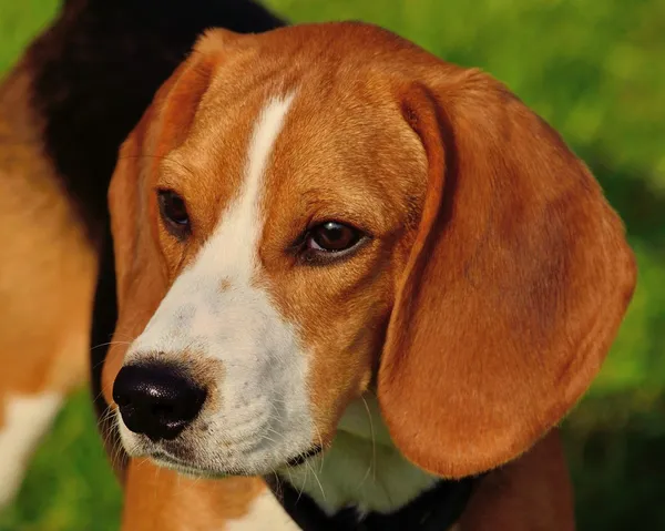 Beagle Closeup — Stock Photo, Image