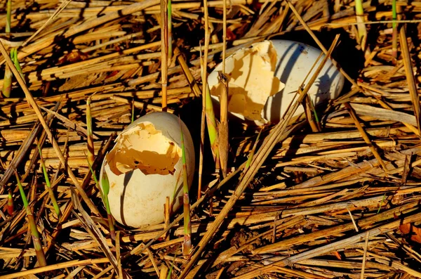 Broken Canada Goose Eggs — Stock Photo, Image