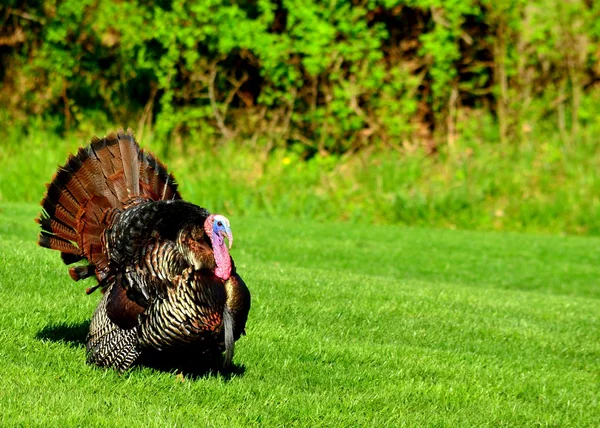 Wild turkey — Stockfoto