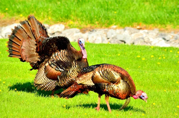 Wild Turkey — Stock Photo, Image