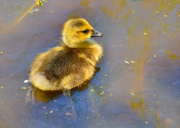 Canada oca gosling — Foto Stock