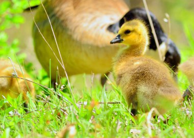 Kanada kaz kaz yavrusu