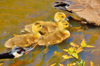 Kanada kaz ötüşleri