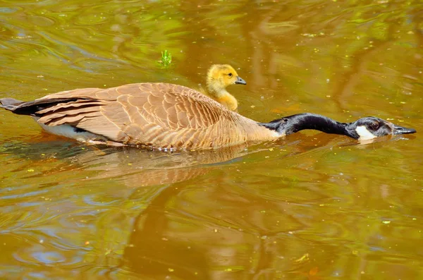 Gosling kanadai lúd — Stock Fotó