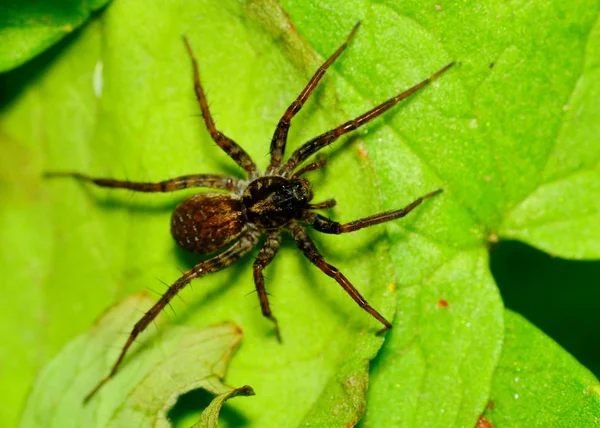 Araña lobo —  Fotos de Stock