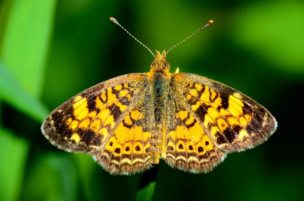 Great Spangled Fritillary Butterfly — Stock Photo, Image