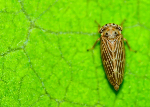 Leafhopper — Stock fotografie