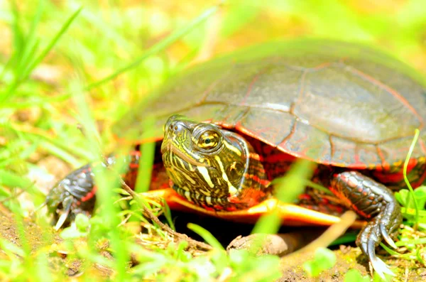Boyalı kaplumbağa — Stok fotoğraf
