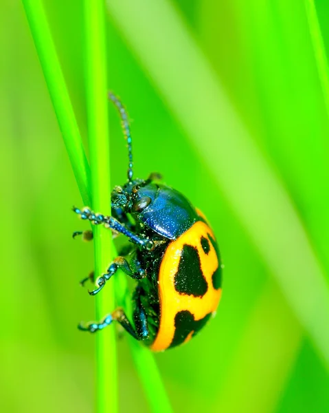 沼泽乳草甲虫 — 图库照片